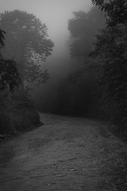 树间通路的灰度摄影 · 免费素材图片