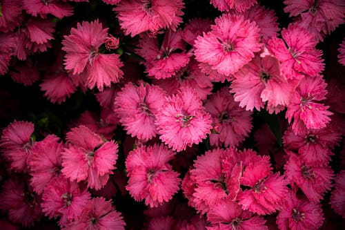 顶视图的粉红色的花朵照片 · 免费素材图片