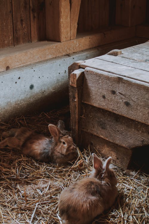 兔子躺在干草上的照片 · 免费素材图片