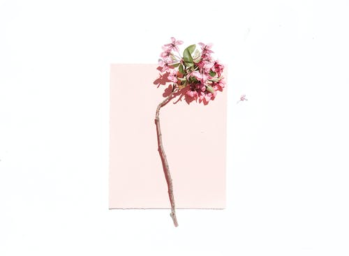 白色和粉红色的表面上的粉红色花瓣花 · 免费素材图片