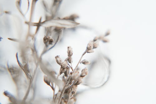 植物的选择性聚焦摄影 · 免费素材图片