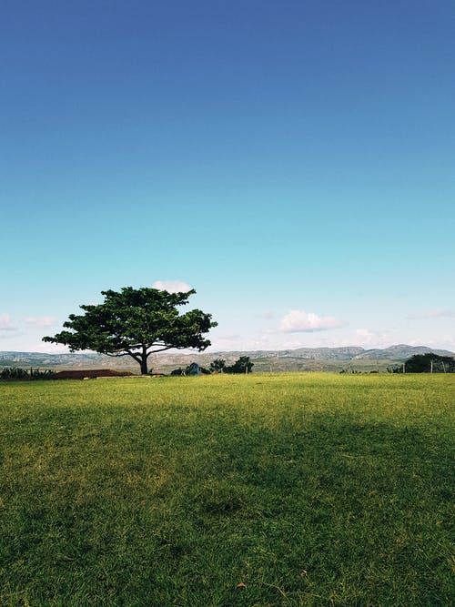 在平静的蓝天下的草地上的绿树 · 免费素材图片