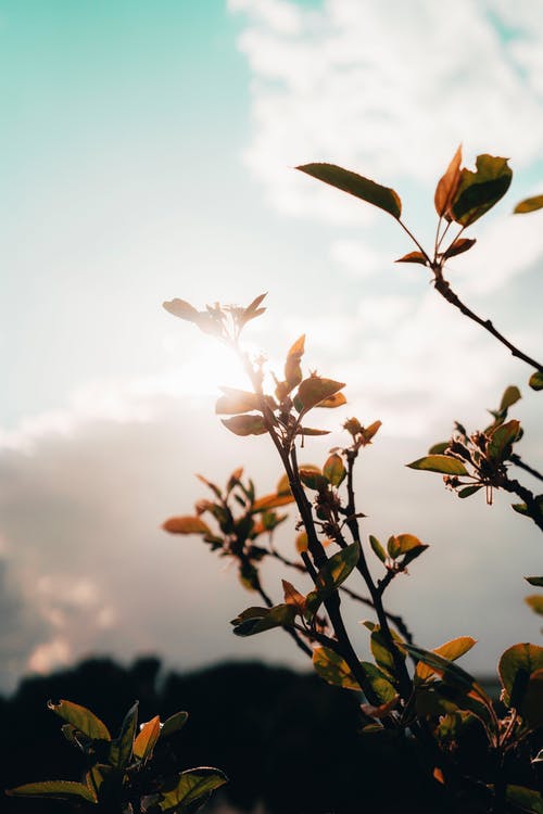植物的特写照片 · 免费素材图片