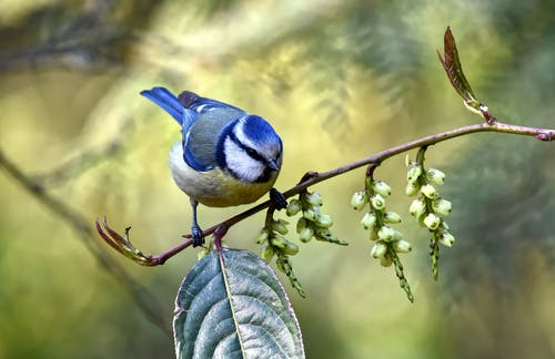 蓝鸟栖息在树枝上的特写照片 · 免费素材图片