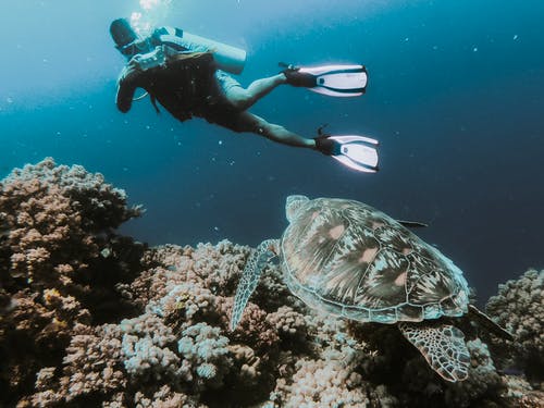 在水下游泳的人拍照的乌龟 · 免费素材图片