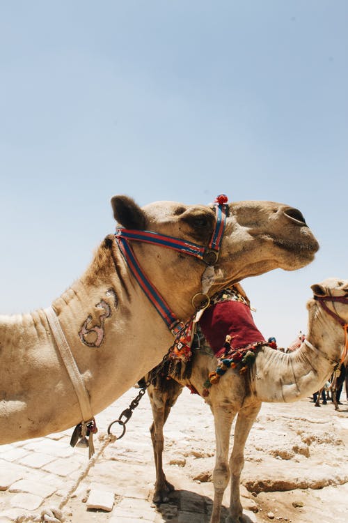 棕色土壤上的棕色骆驼 · 免费素材图片