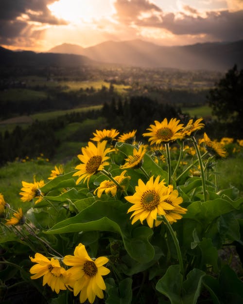 向日葵床 · 免费素材图片