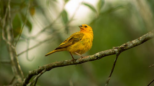 黄鸟栖息在树枝上的特写照片 · 免费素材图片