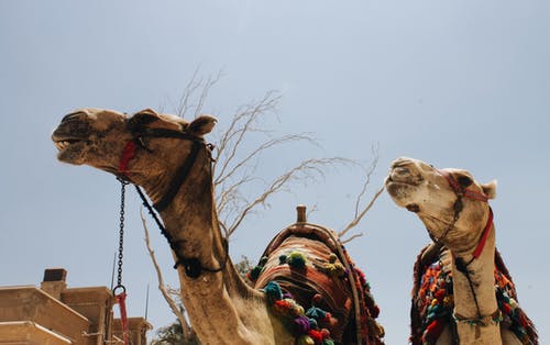 两只棕色的骆驼动物 · 免费素材图片