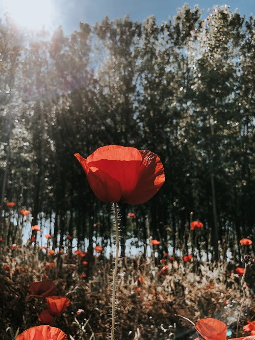 红罂粟花朵的特写照片 · 免费素材图片
