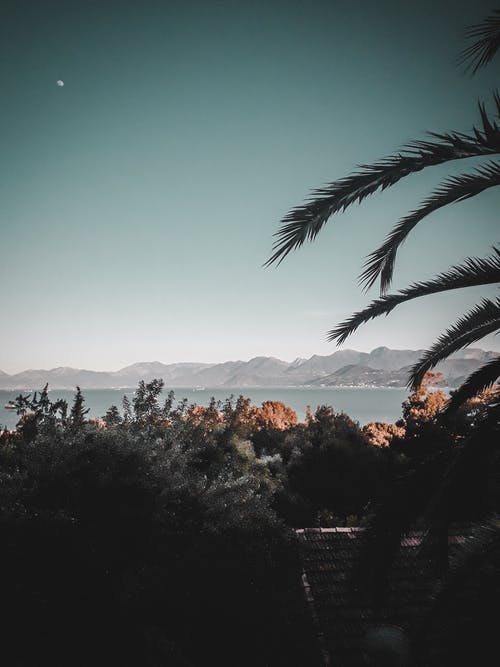 水体附近的绿树 · 免费素材图片