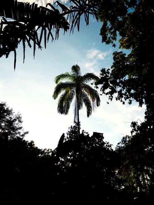 绿色的棕榈树 · 免费素材图片