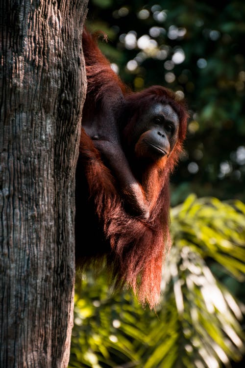 红毛猩猩紧贴在树上 · 免费素材图片