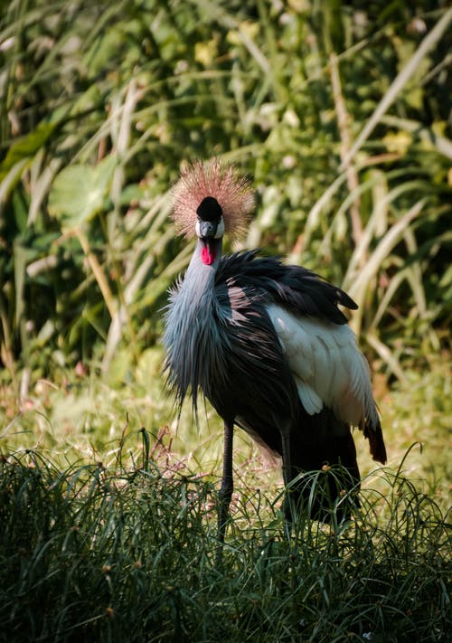 黑冠鹤的浅焦点照片 · 免费素材图片