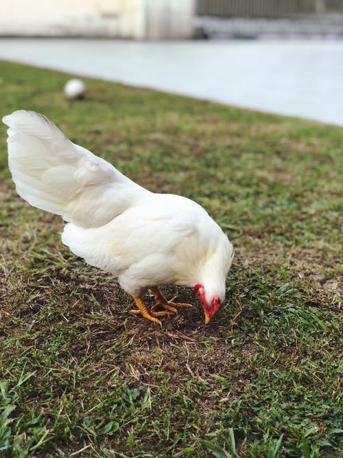 鸡在草地上的照片 · 免费素材图片