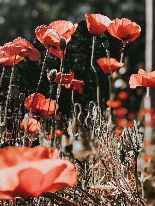 美丽的红色罂粟花在外地盛开 · 免费素材图片