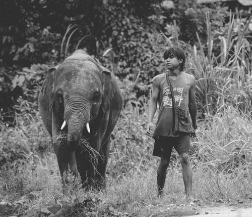 十几岁的男孩在放牧小象旁边行走的灰度照片 · 免费素材图片