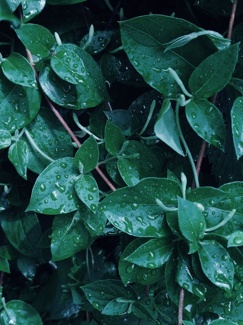 绿色的植物与露水 · 免费素材图片