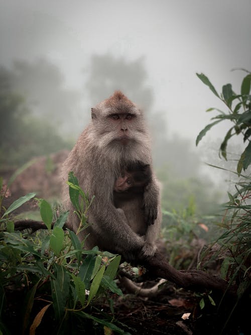 猴子在叶子附近的特写照片 · 免费素材图片