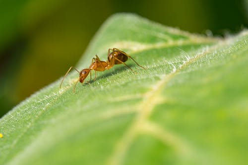 红蚂蚁在绿叶上 · 免费素材图片