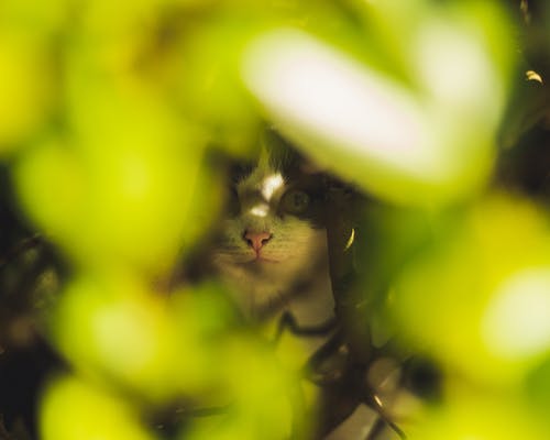 绿叶后面的猫脸的选择性聚焦照片 · 免费素材图片