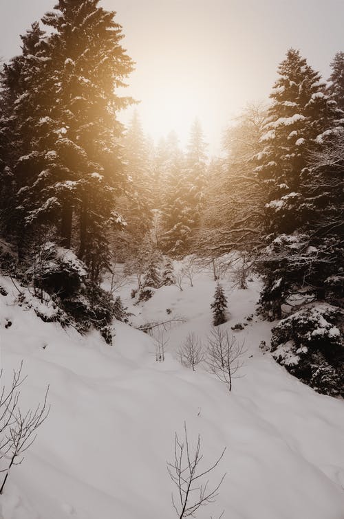 松树在雪原上的照片 · 免费素材图片