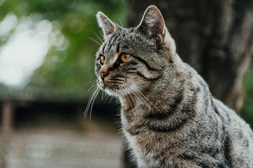 虎斑猫的特写照片 · 免费素材图片
