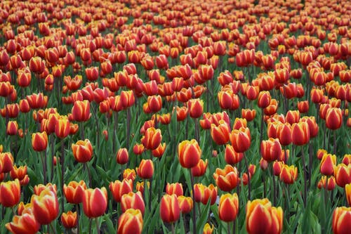 红色郁金香领域的照片 · 免费素材图片