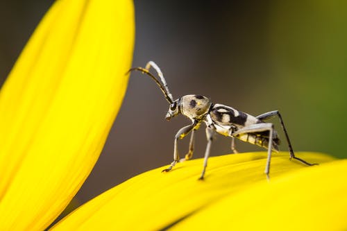 花虫 · 免费素材图片