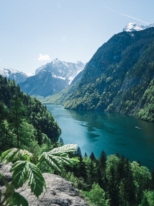 绿树照片 · 免费素材图片