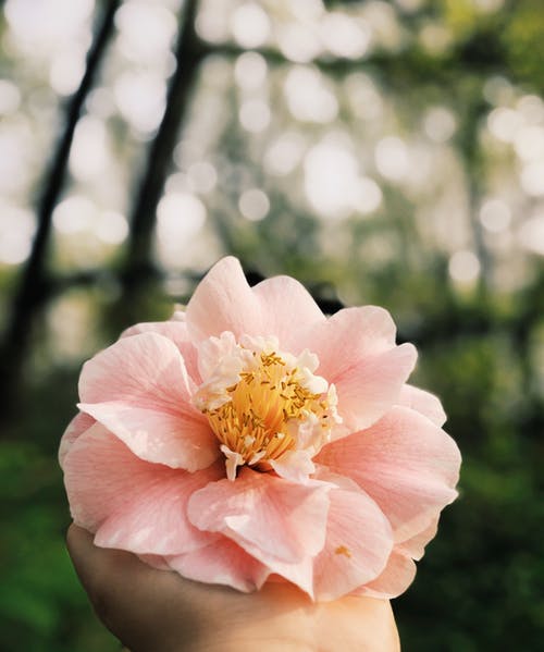 选择性聚焦摄影上的粉红色花瓣花 · 免费素材图片