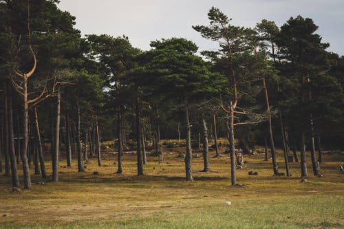 高大的树木照片 · 免费素材图片