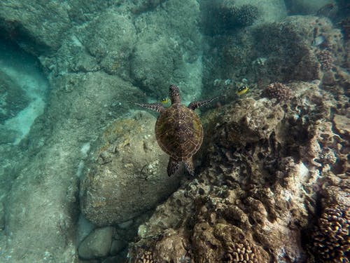 黑海龟在浅珊瑚礁附近游泳 · 免费素材图片