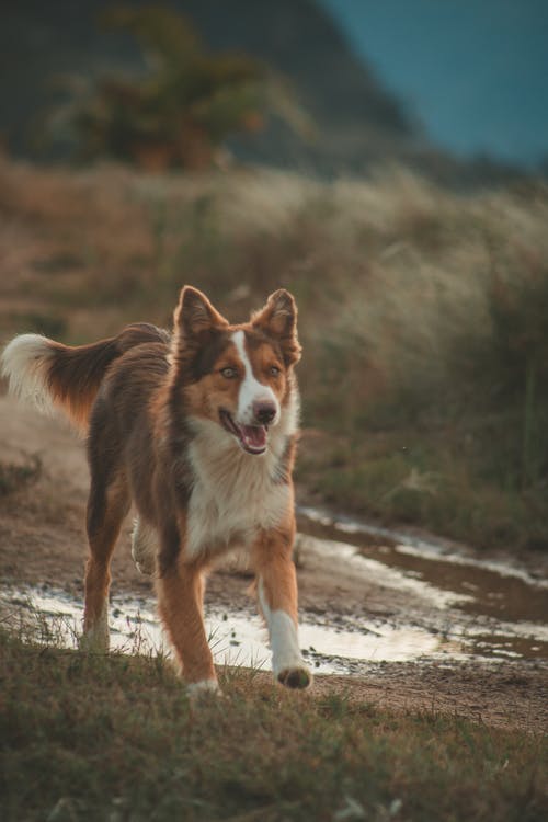 成年长毛狗在草地上奔跑的选择性聚焦摄影 · 免费素材图片