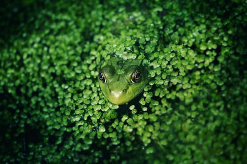 绿蛙 · 免费素材图片