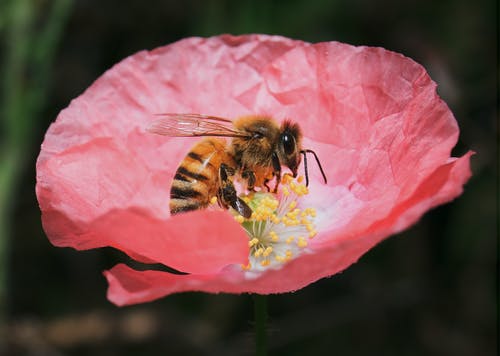 大黄蜂在花上的特写照片 · 免费素材图片