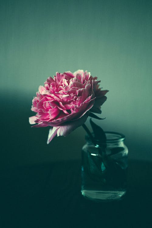 透明玻璃罐中的粉红花园玫瑰 · 免费素材图片