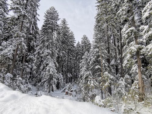 雪覆盖的松树摄影 · 免费素材图片