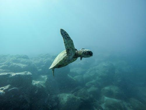 水下乌龟 · 免费素材图片