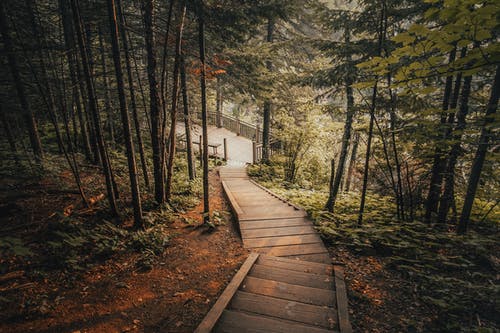 在森林里的木制楼梯的照片 · 免费素材图片