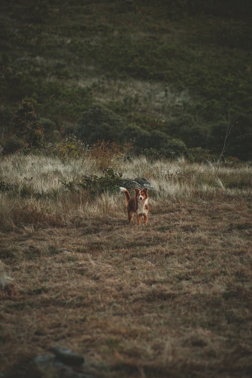 站在棕色和绿色的田野上的狗 · 免费素材图片