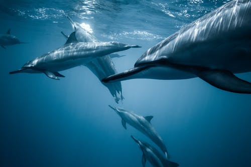 海豚荚照片 · 免费素材图片