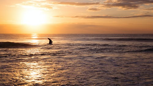日落期间的海洋 · 免费素材图片