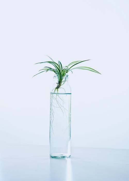 绿叶植物瓶装水的照片 · 免费素材图片