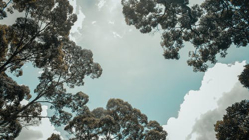 绿树和云 · 免费素材图片