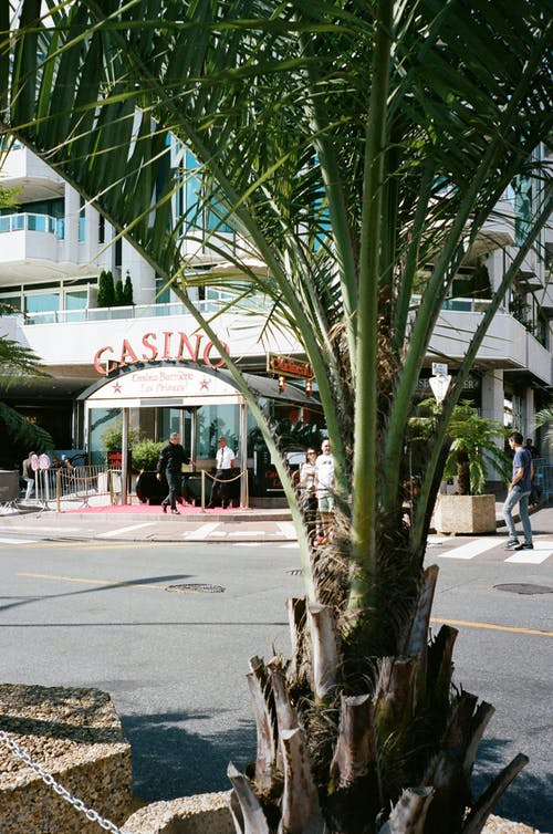 棕榈树穿过一幢大厦 · 免费素材图片