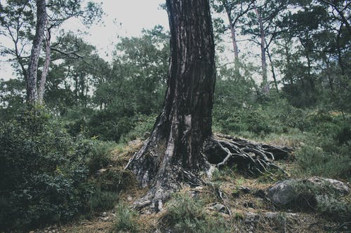 有关健行, 公园, 冷静的免费素材图片