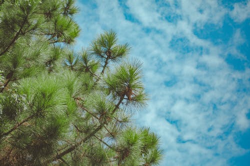 低角度照片松树在多云的天空下 · 免费素材图片