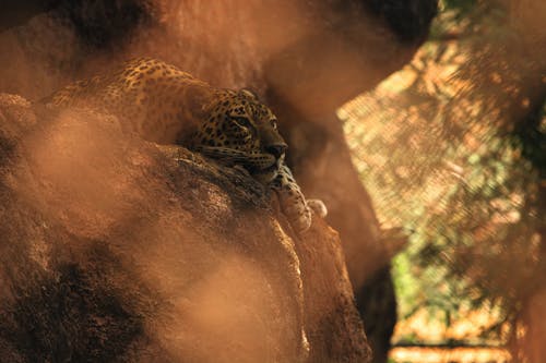 豹子躺在岩石上的特写照片 · 免费素材图片