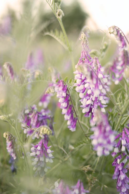 紫色花瓣花 · 免费素材图片